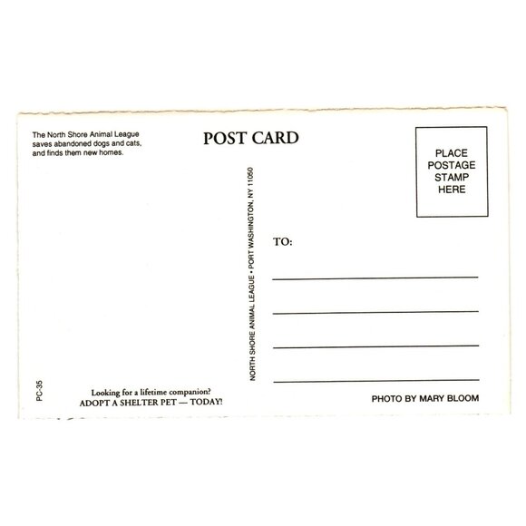 Dog With Sunglasses On Pool Float Postcard Mary Bloom North Shore Animal League - Picture 2 of 2